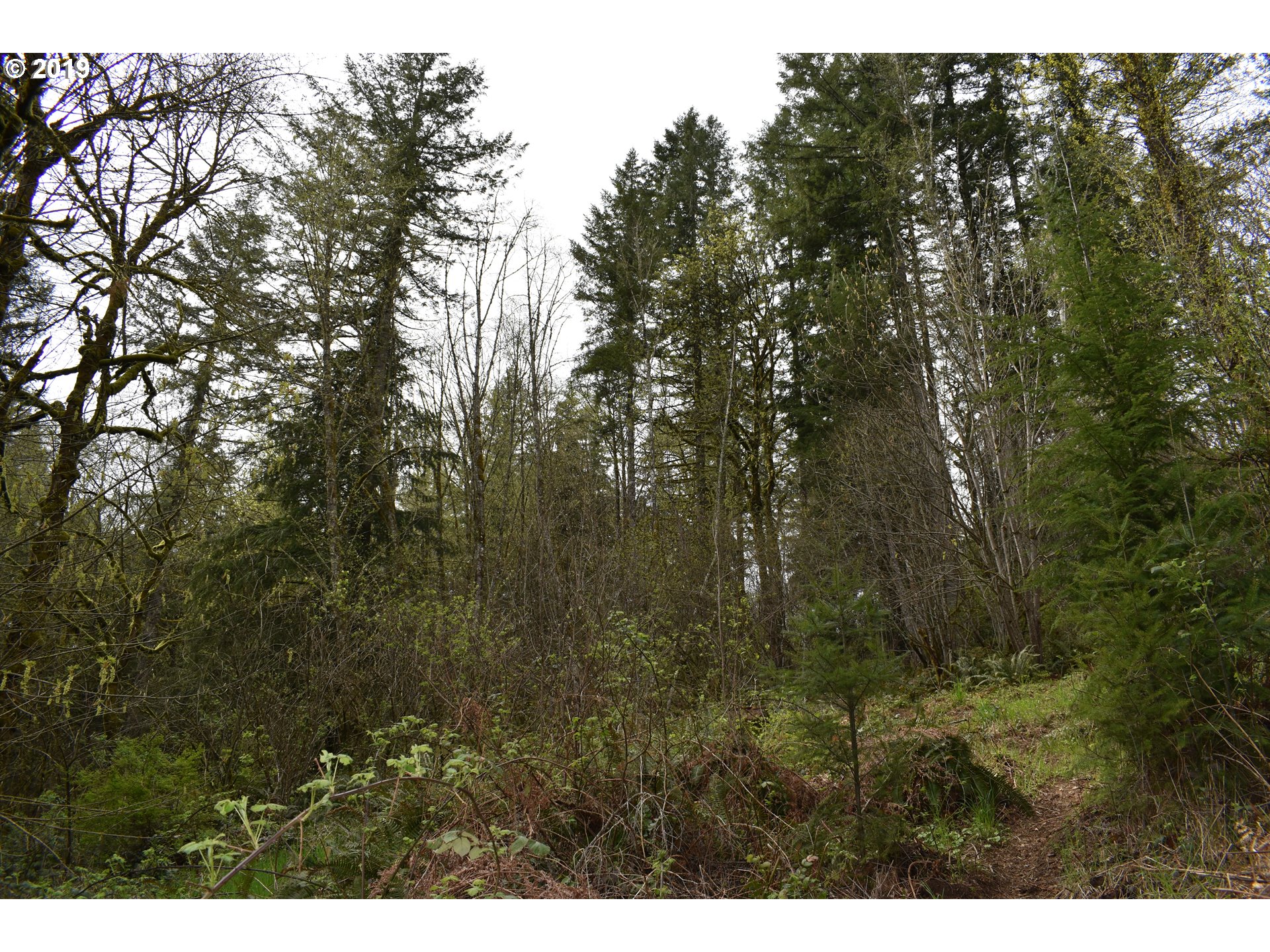 0 Northeast Proctor Road Woodland, WA 98674 - Photo 6 of 18 Gallery Image 6