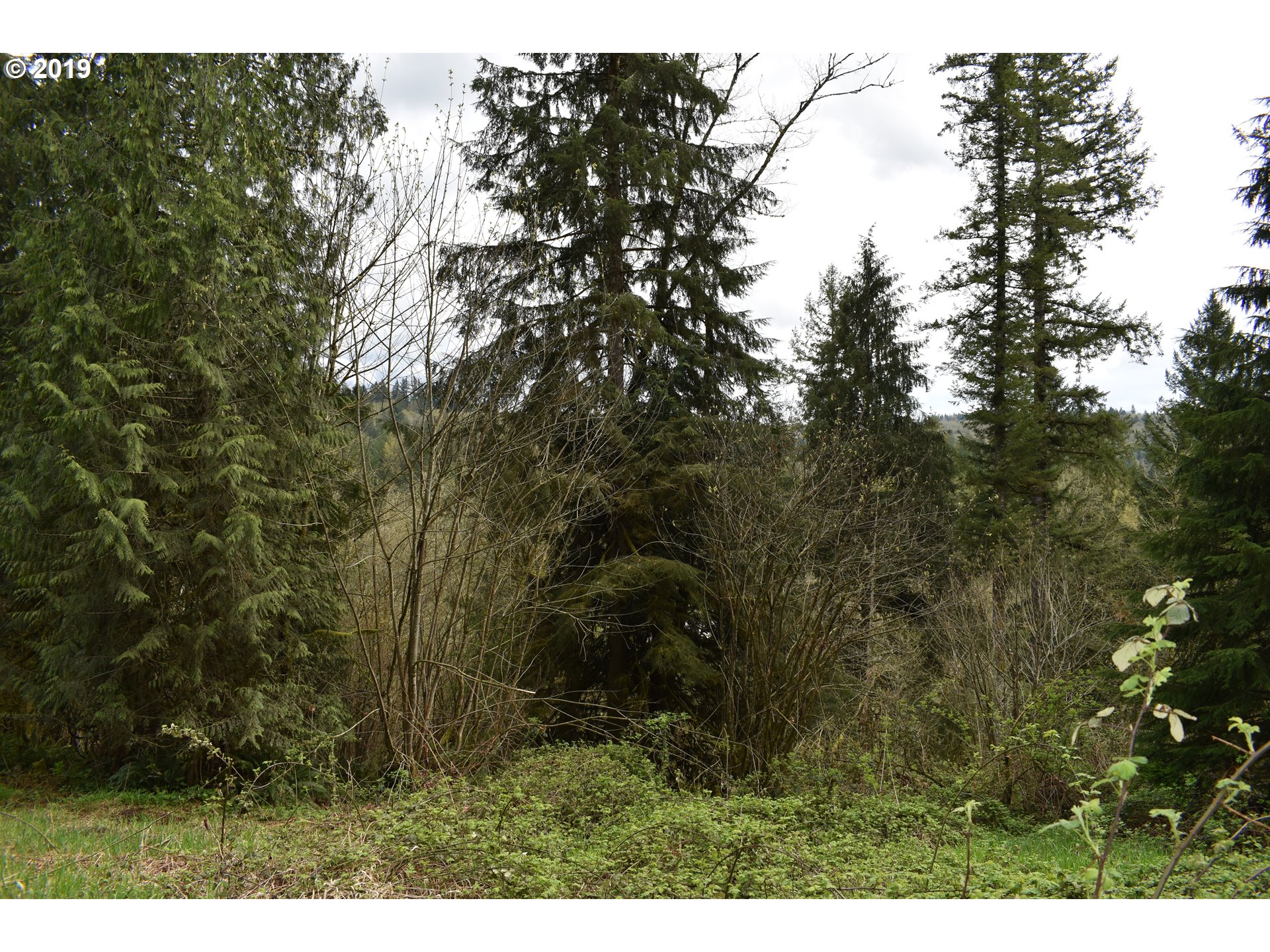 0 Northeast Proctor Road Woodland, WA 98674 - Photo 7 of 18 Gallery Image 7