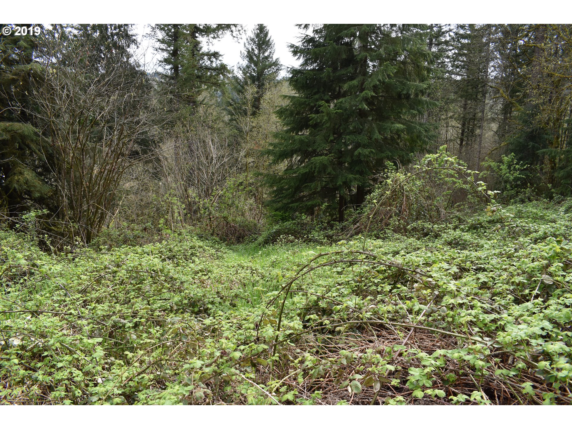 0 Northeast Proctor Road Woodland, WA 98674 - Photo 9 of 18 Gallery Image 9