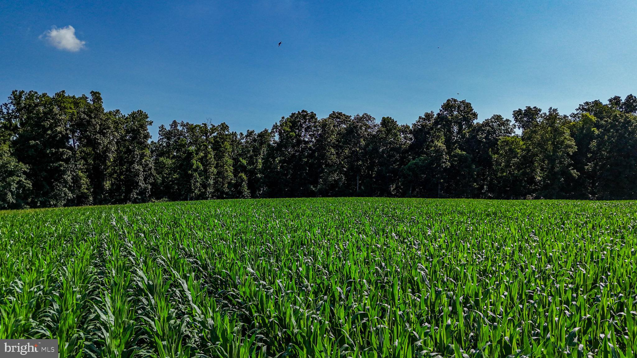 225 Pusey Mill Road Cochranville, PA 19330 - Photo 14 of 21 a view of a field of grass and trees