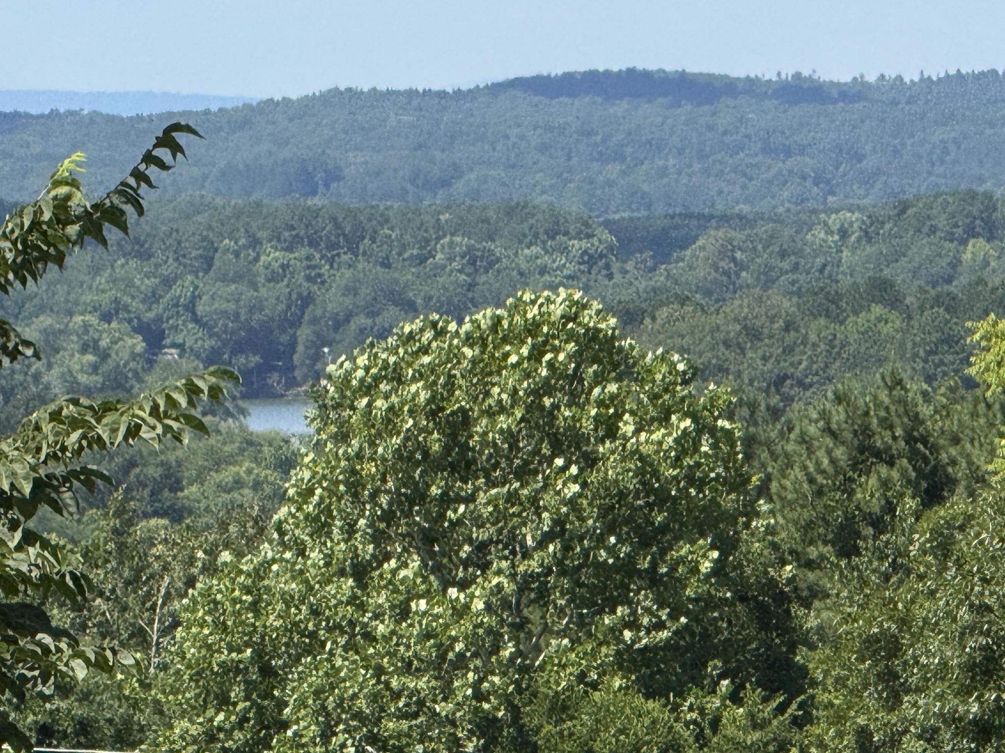 675 Ware Lane Georgetown, TN 37336 - Photo 24 of 24 a view of a dry yard with trees