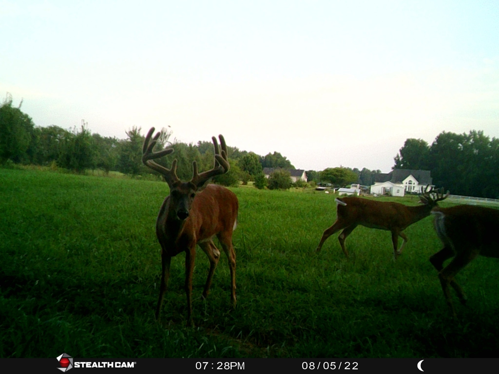 4555 Pineywoods Road Adams, TN 37010 - Photo 54 of 55 a view of a two chairs in a yard