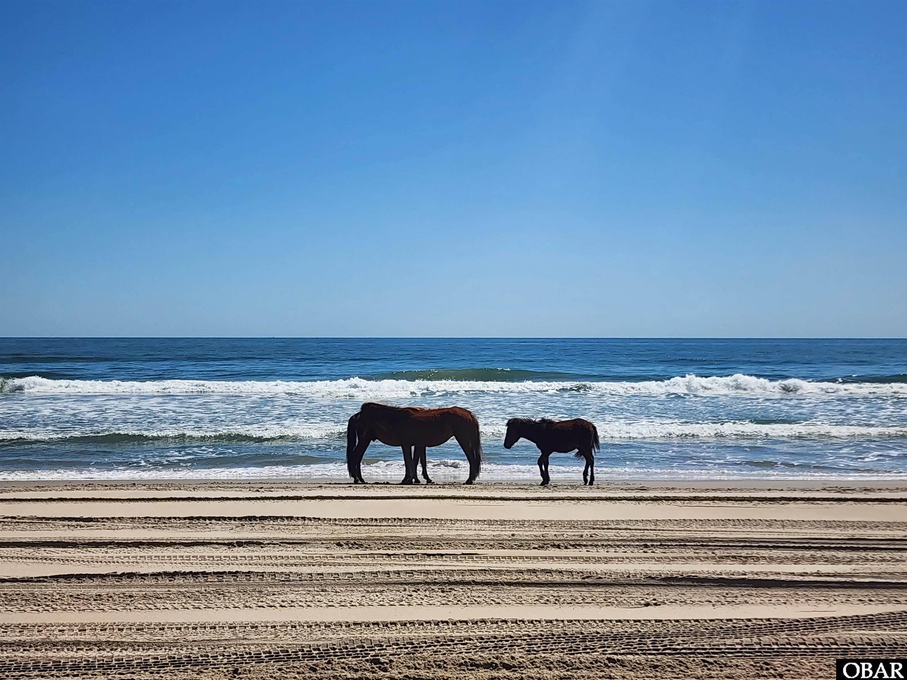 2146 Sandfiddler Road Corolla, NC 27927 - Photo 50 of 50