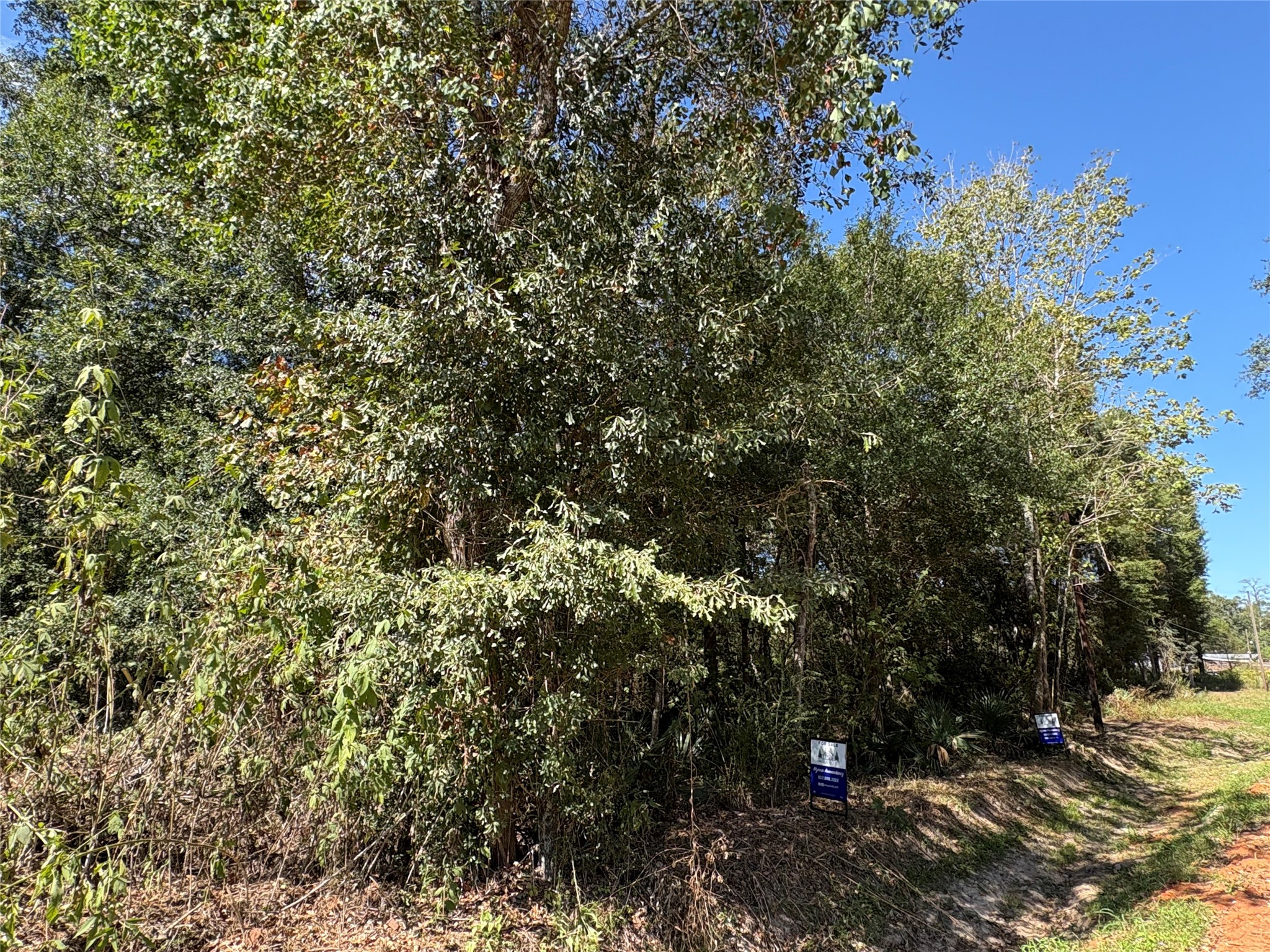 Lot 244 Mehringer Road Shepherd, TX 77371 - Photo 4 of 10 a view of a forest with a tree