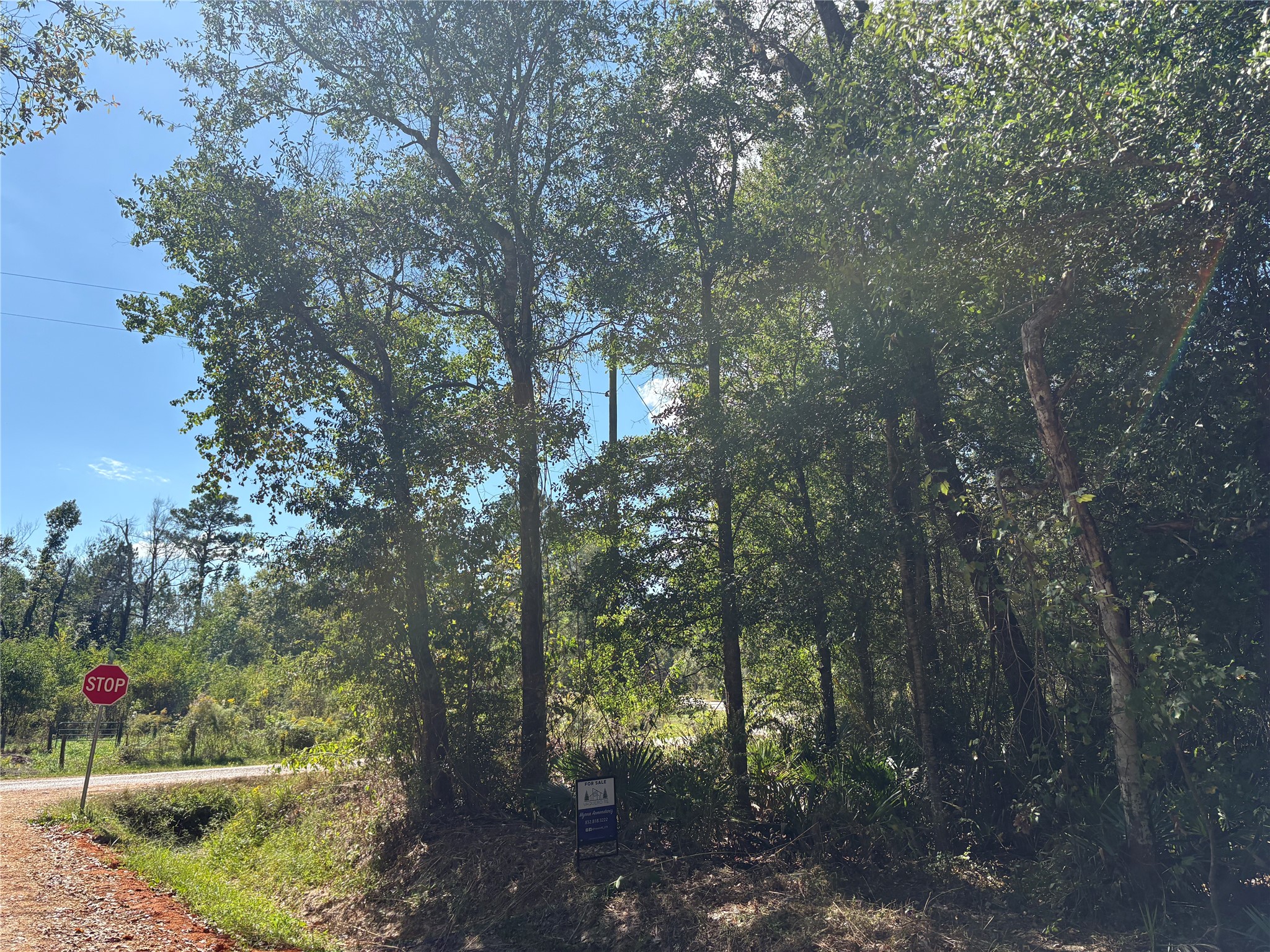Lot 244 Mehringer Road Shepherd, TX 77371 - Photo 8 of 10 a view of a forest