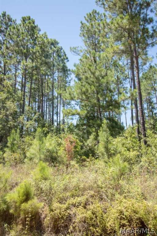 37-acres White Oak Road Slocomb, AL 36375 - Photo 16 of 24 Gallery Image 16