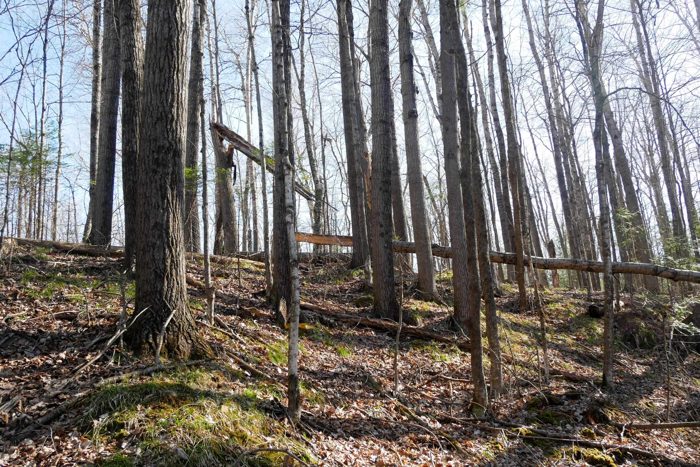5-acres Salem Lake Road Medford, WI 54451 - Photo 6 of 10