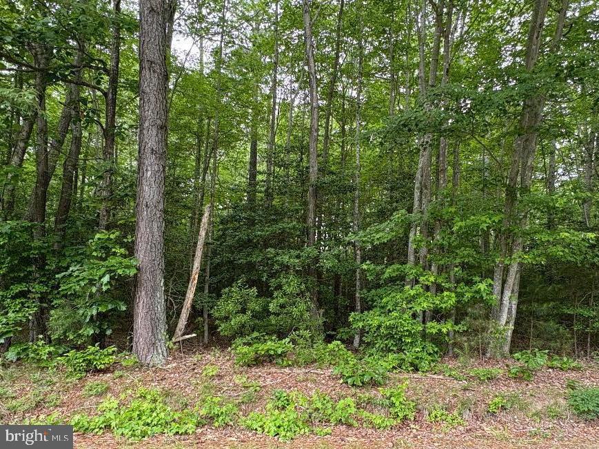 0 Bogey Neck Road Heathsville, VA 22473 - Photo 1 of 1 a view of forest