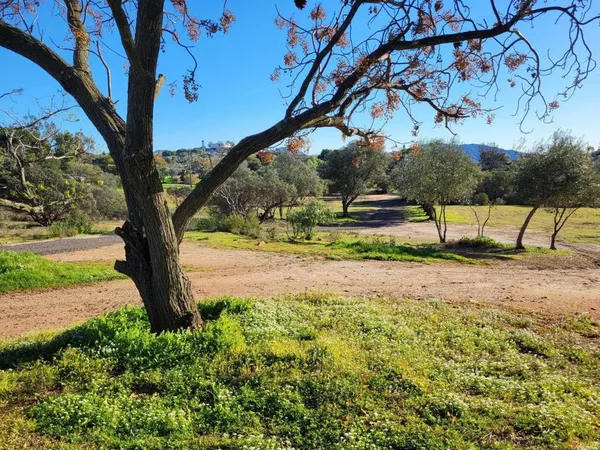 a view of yard with tree