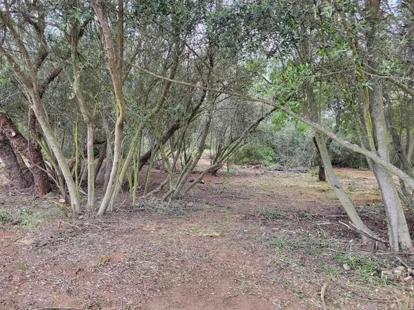 a view of backyard with outdoor and trees