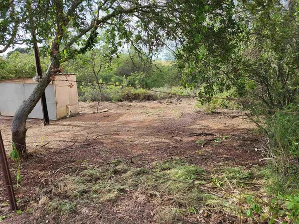 a view of a yard with a tree