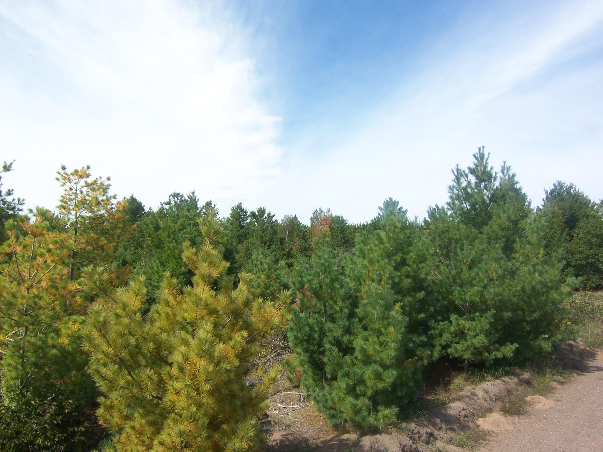 Lot 7 Ashtons Trail Webster, WI 54893 - Photo 1 of 1 Gallery Image 1