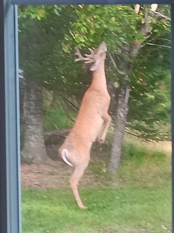 $139,900 | Parcel B Cherry Creek Road, Grayling, MI 49738