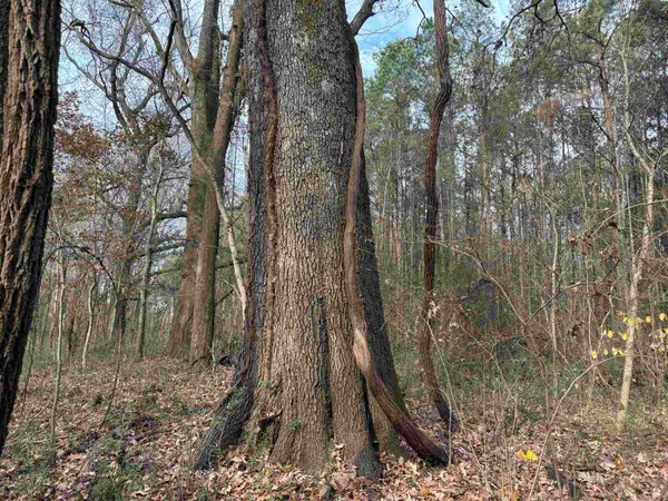 a view of a forest