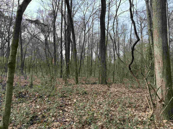 a view of forest