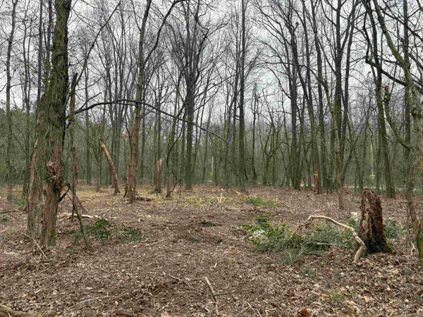 a backyard of a house with lots of trees