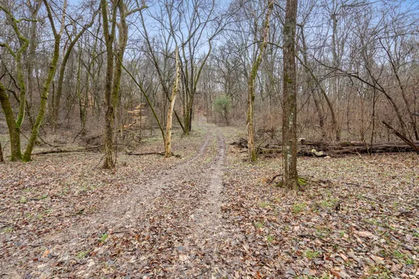 a view of a yard with trees