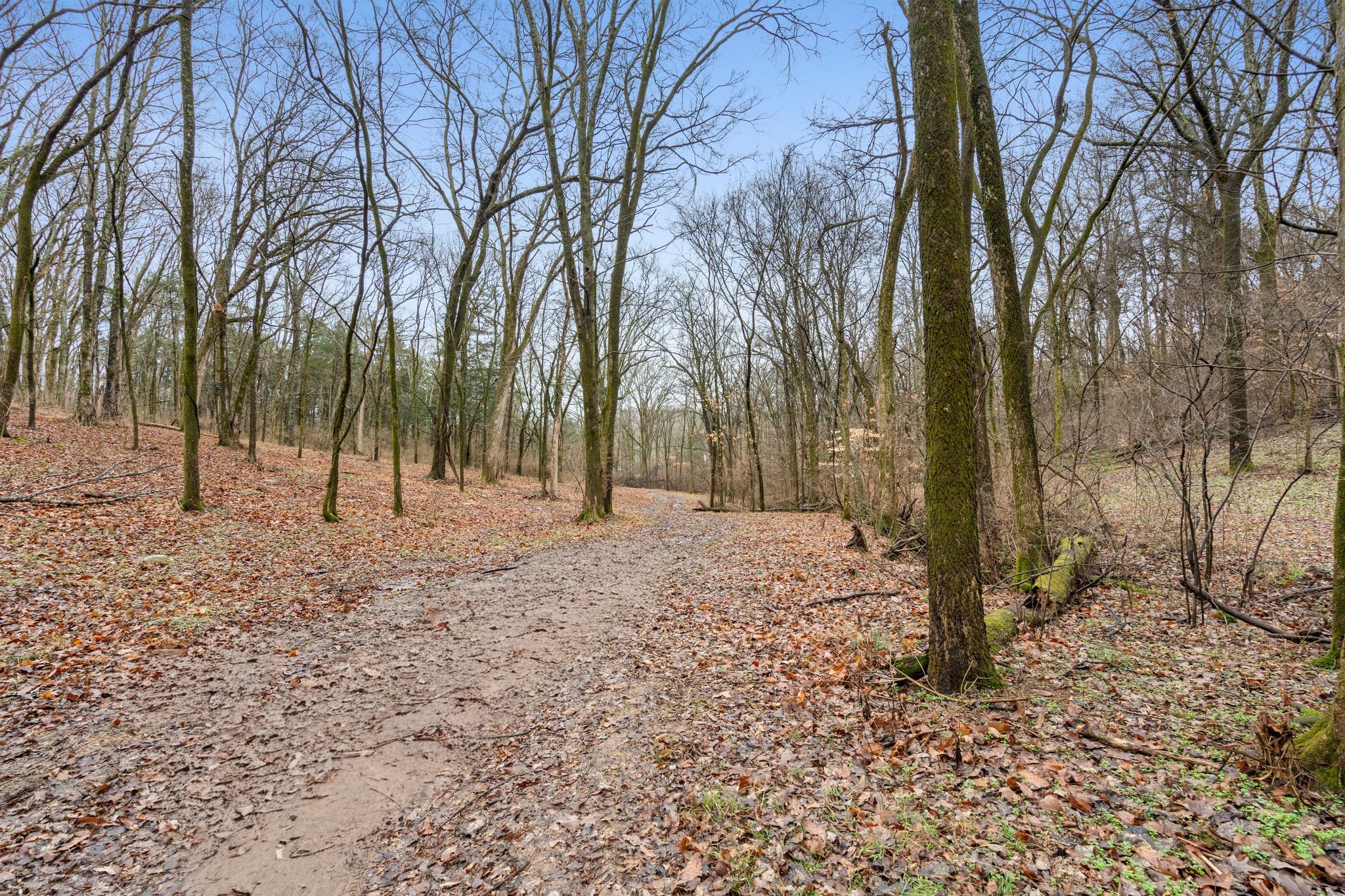 0 Carters Creek Pike Franklin, TN 37064 - Photo 28 of 36 a view of outdoor space with trees