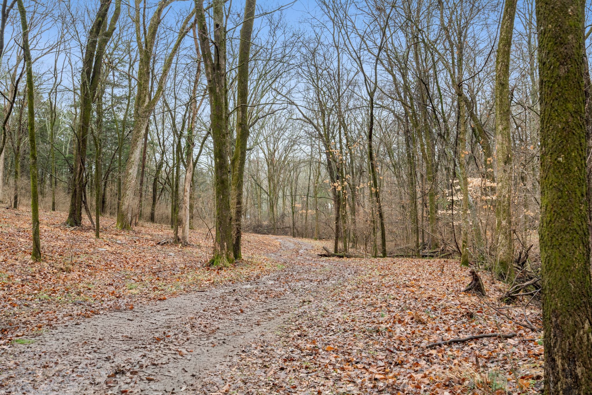 0 Carters Creek Pike Franklin, TN 37064 - Photo 29 of 36 a view of a yard with trees