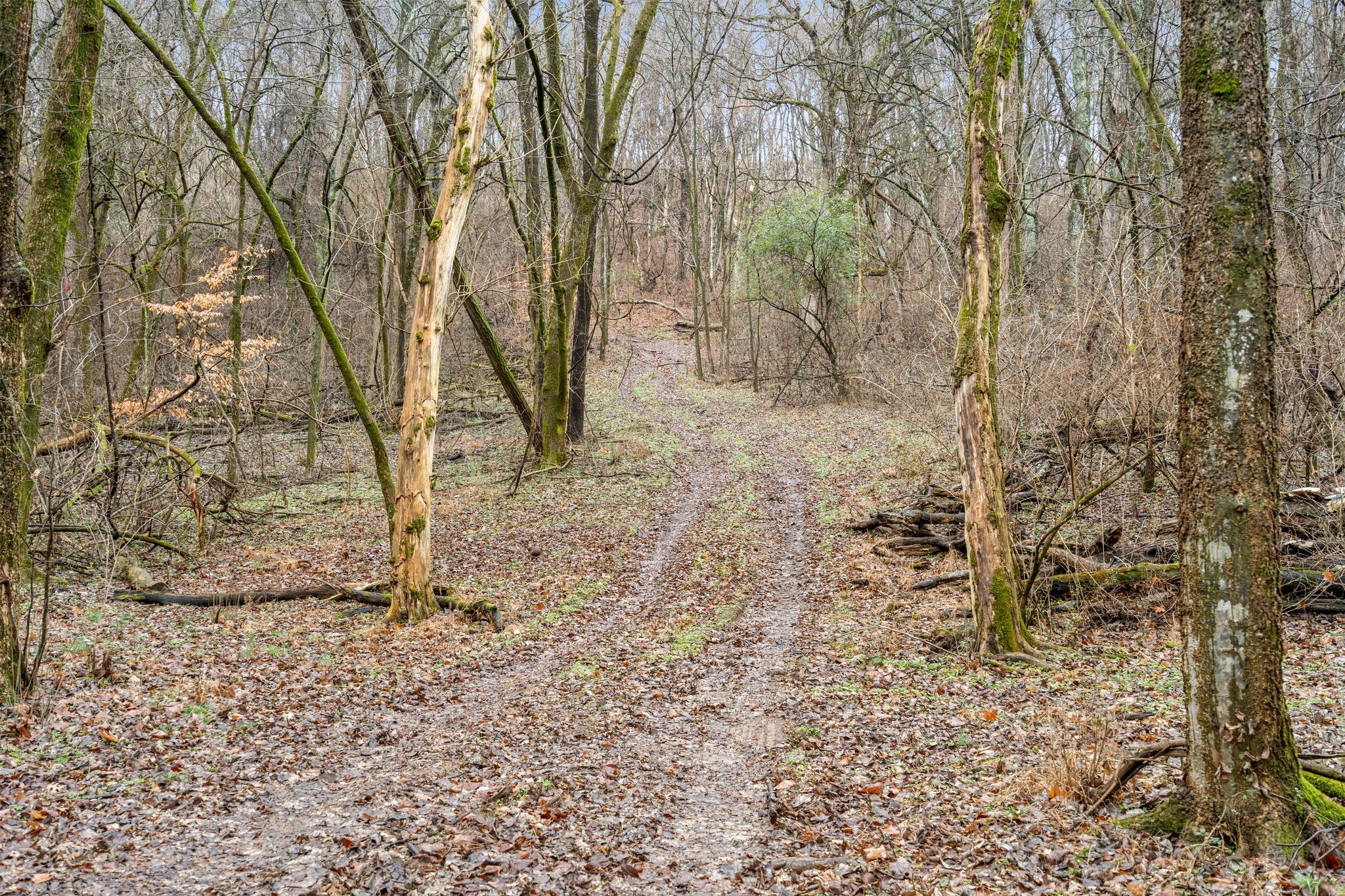 0 Carters Creek Pike Franklin, TN 37064 - Photo 30 of 36 a view of a yard with trees