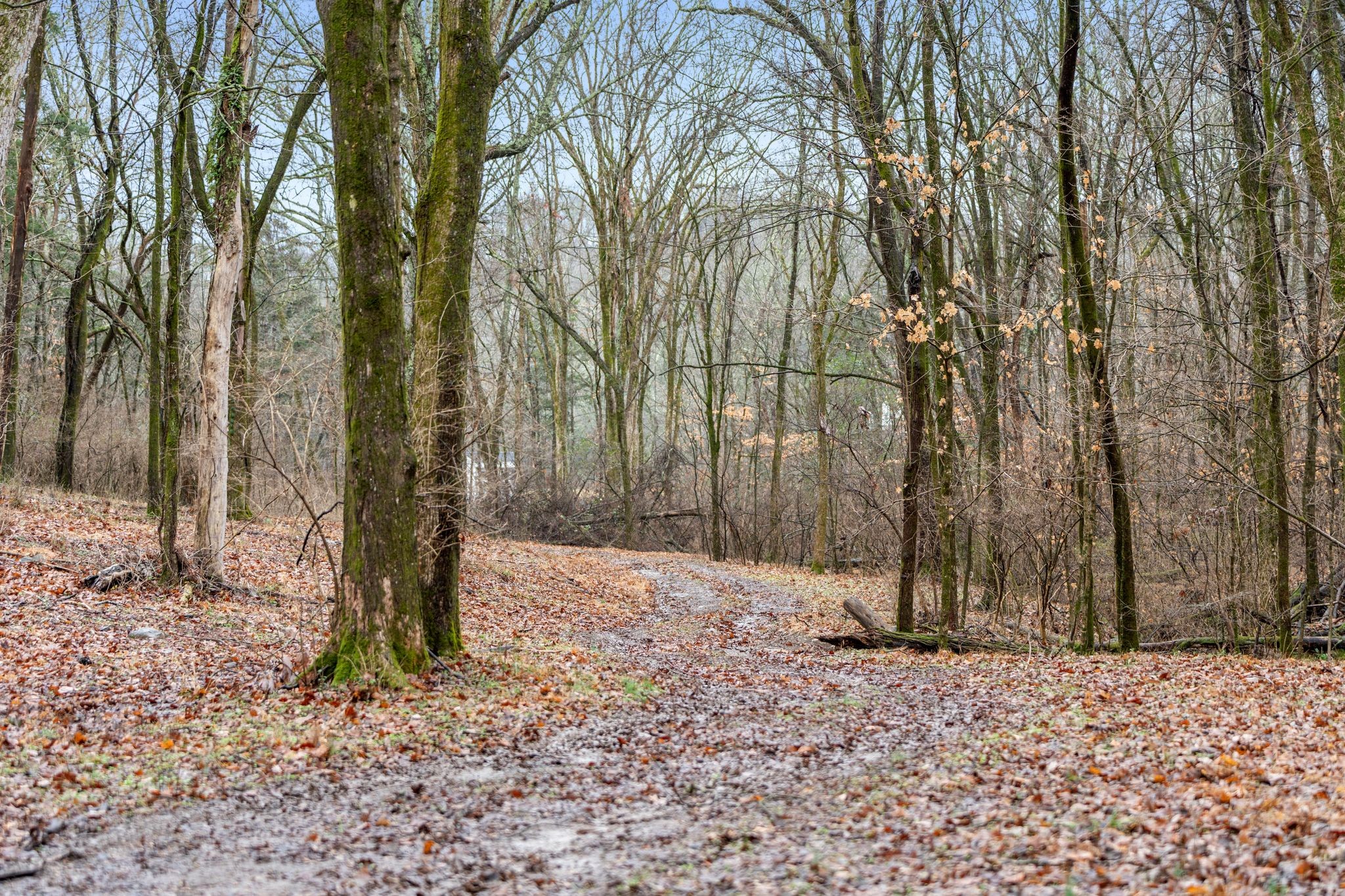 0 Carters Creek Pike Franklin, TN 37064 - Photo 31 of 36 a backyard of a house with lots of green space