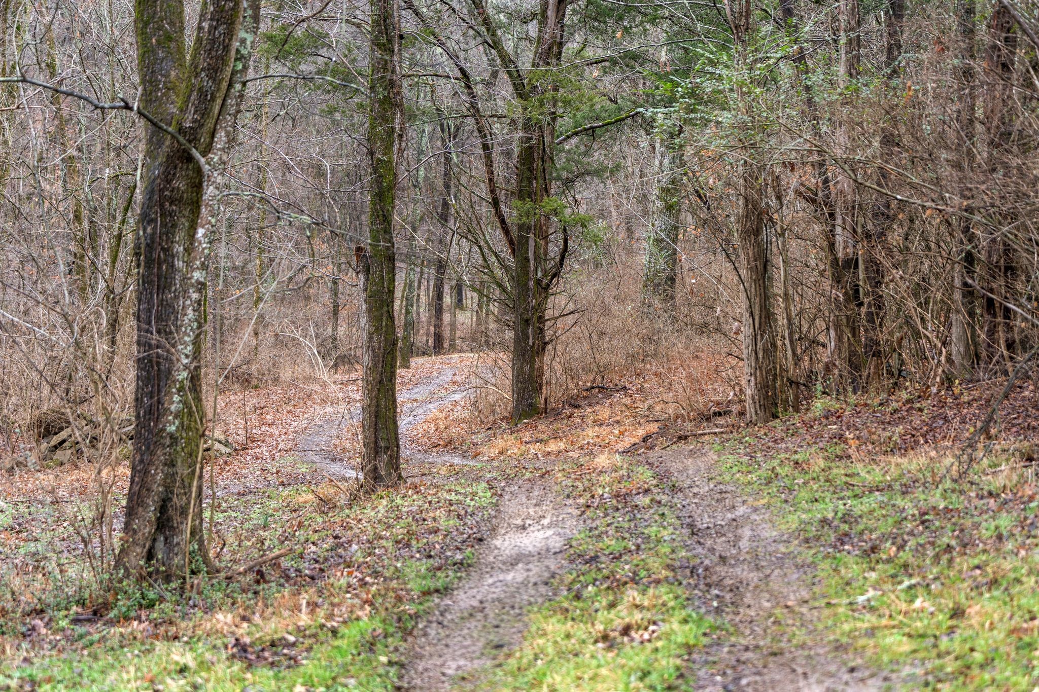 0 Carters Creek Pike Franklin, TN 37064 - Photo 32 of 36 a view of a yard with large trees