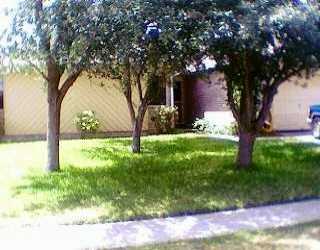 a view of backyard with tree