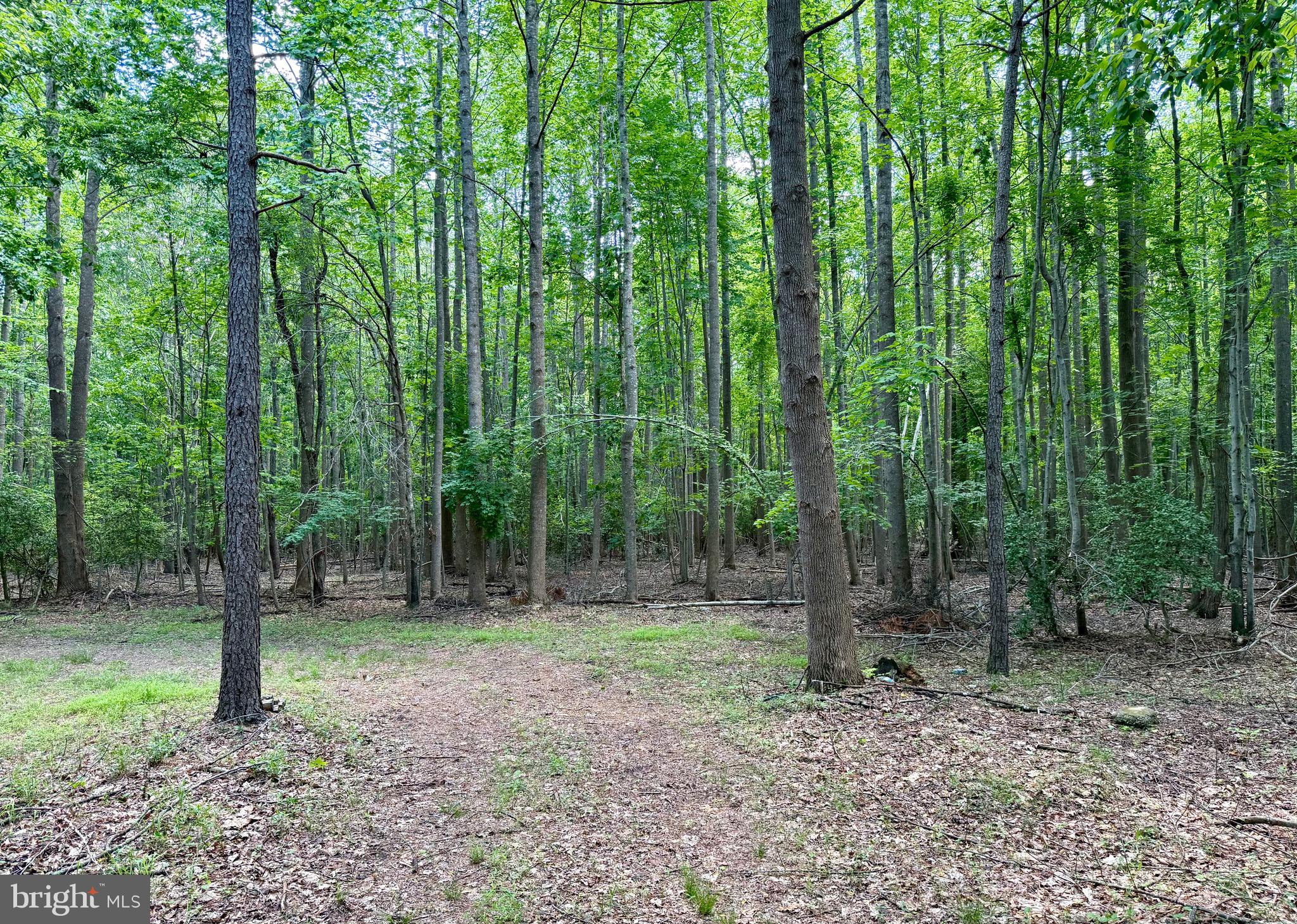 0 Benson Road Lincoln, DE 19960 - Photo 9 of 16 a view of outdoor space with lots of trees