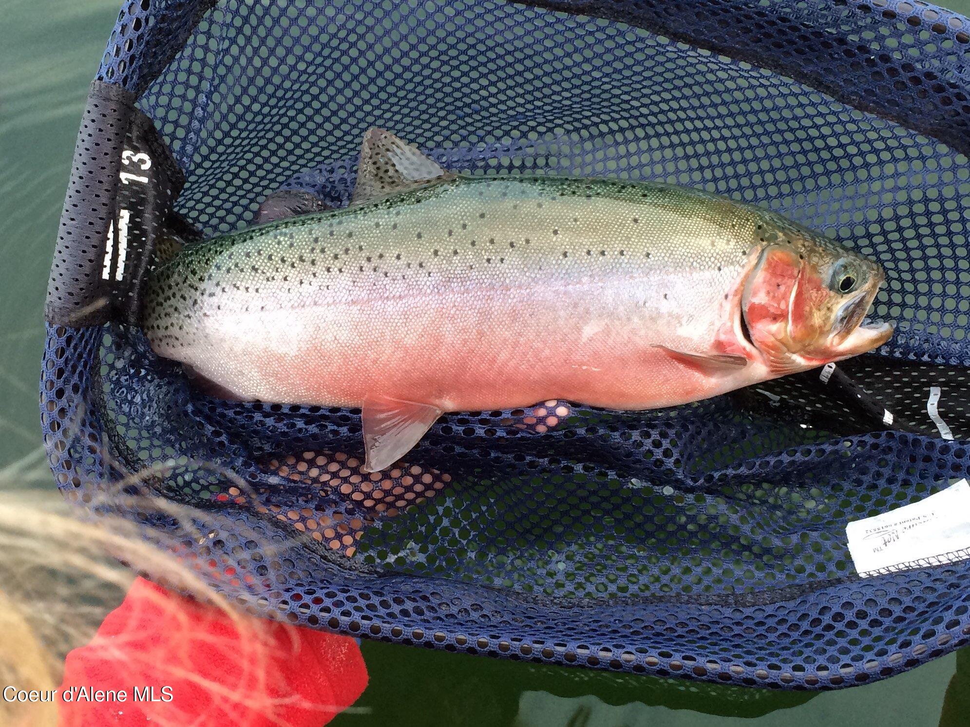 338 Steep Lane Cocolalla, ID 83813 - Photo 66 of 73 Wonderful fishing