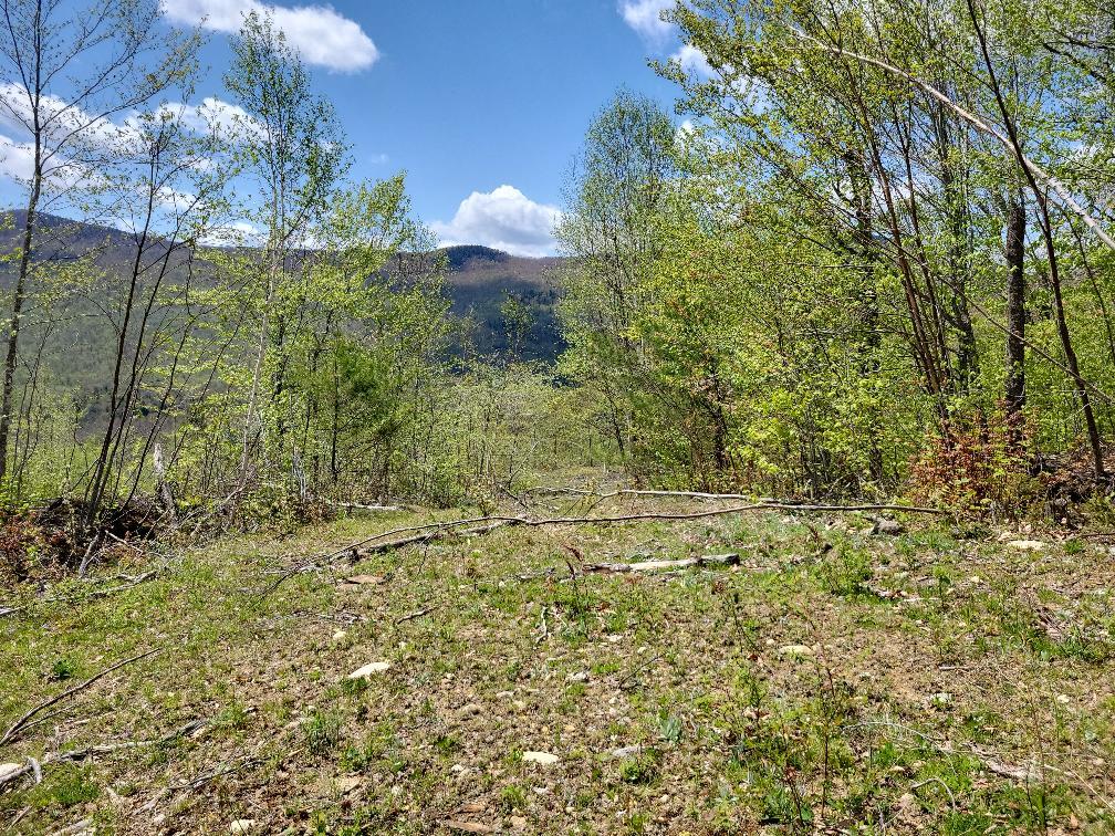 Lot 11 Swift River Road Byron, ME 04275 - Photo 11 of 72 photo_1ff30bc9-4f1b-4844-9c12-cb7be144bb