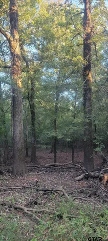 a view of a forest with a tree
