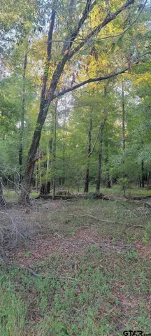 a view of a yard with plants and large trees