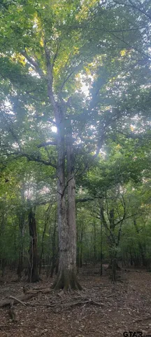 a view of a forest with trees in the background