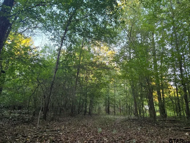 a view of a forest with trees in the background