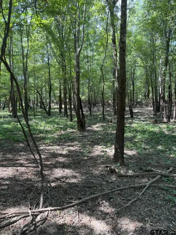 a view of a tree in a yard