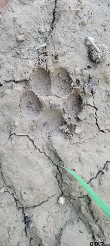 a backyard of a house with lots of trees and wooden fence