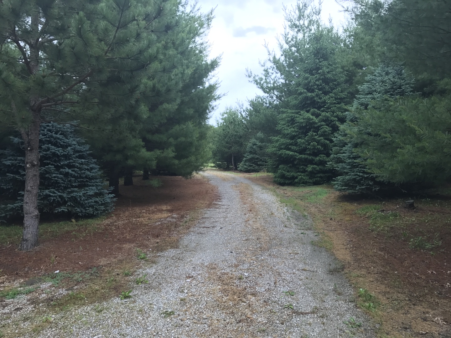 0 South Cottage Grove Avenue Crete, IL 60417 - Photo 14 of 27 a view of a forest with trees in the background
