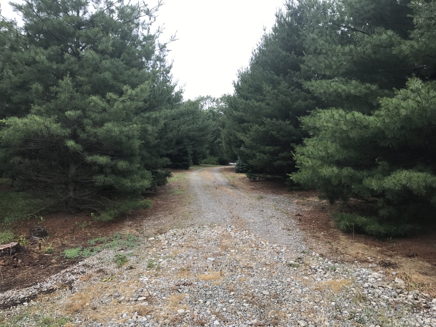 0 South Cottage Grove Avenue Crete, IL 60417 - Photo 18 of 27 a view of a forest with trees in the background