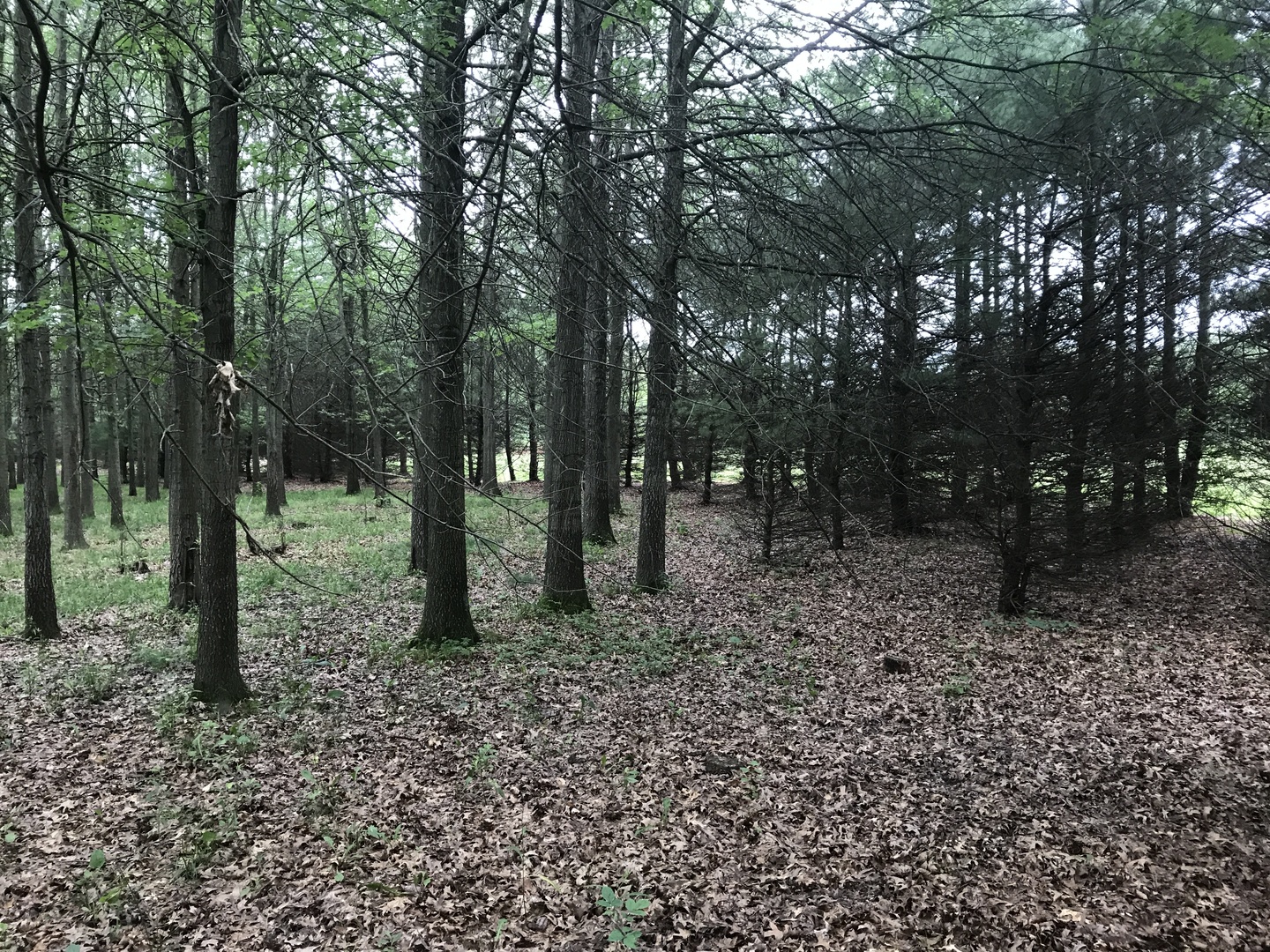 0 South Cottage Grove Avenue Crete, IL 60417 - Photo 21 of 27 a view of a forest filled with trees