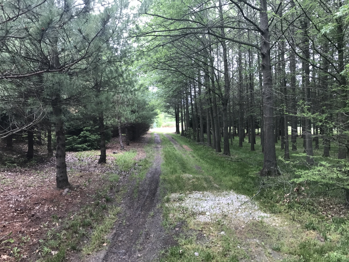0 South Cottage Grove Avenue Crete, IL 60417 - Photo 24 of 27 a view of a forest filled with trees