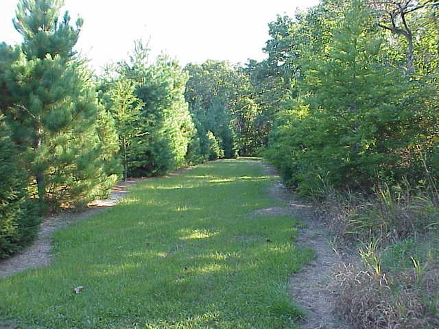 0 South Cottage Grove Avenue Crete, IL 60417 - Photo 5 of 27 a view of a grassy field with trees in the background