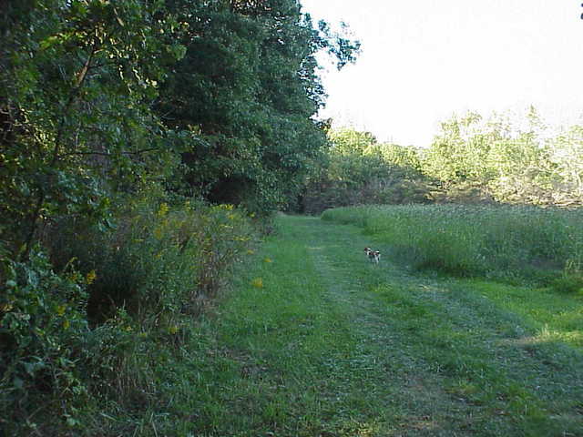 0 South Cottage Grove Avenue Crete, IL 60417 - Photo 6 of 27 a view of a field of grass and trees