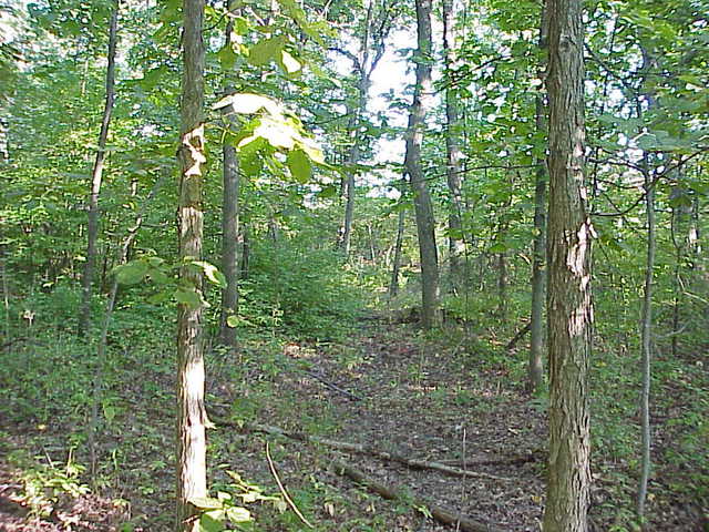 0 South Cottage Grove Avenue Crete, IL 60417 - Photo 10 of 27 a view of a forest that has large trees