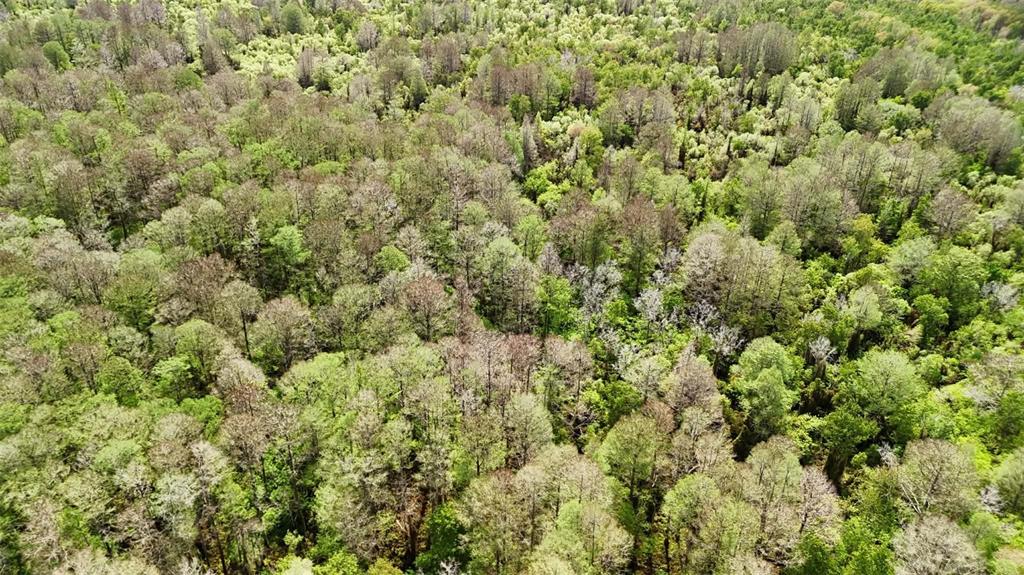 Gillette Road Zolfo Springs, FL 33890 - Photo 61 of 86 Gallery Image 61
