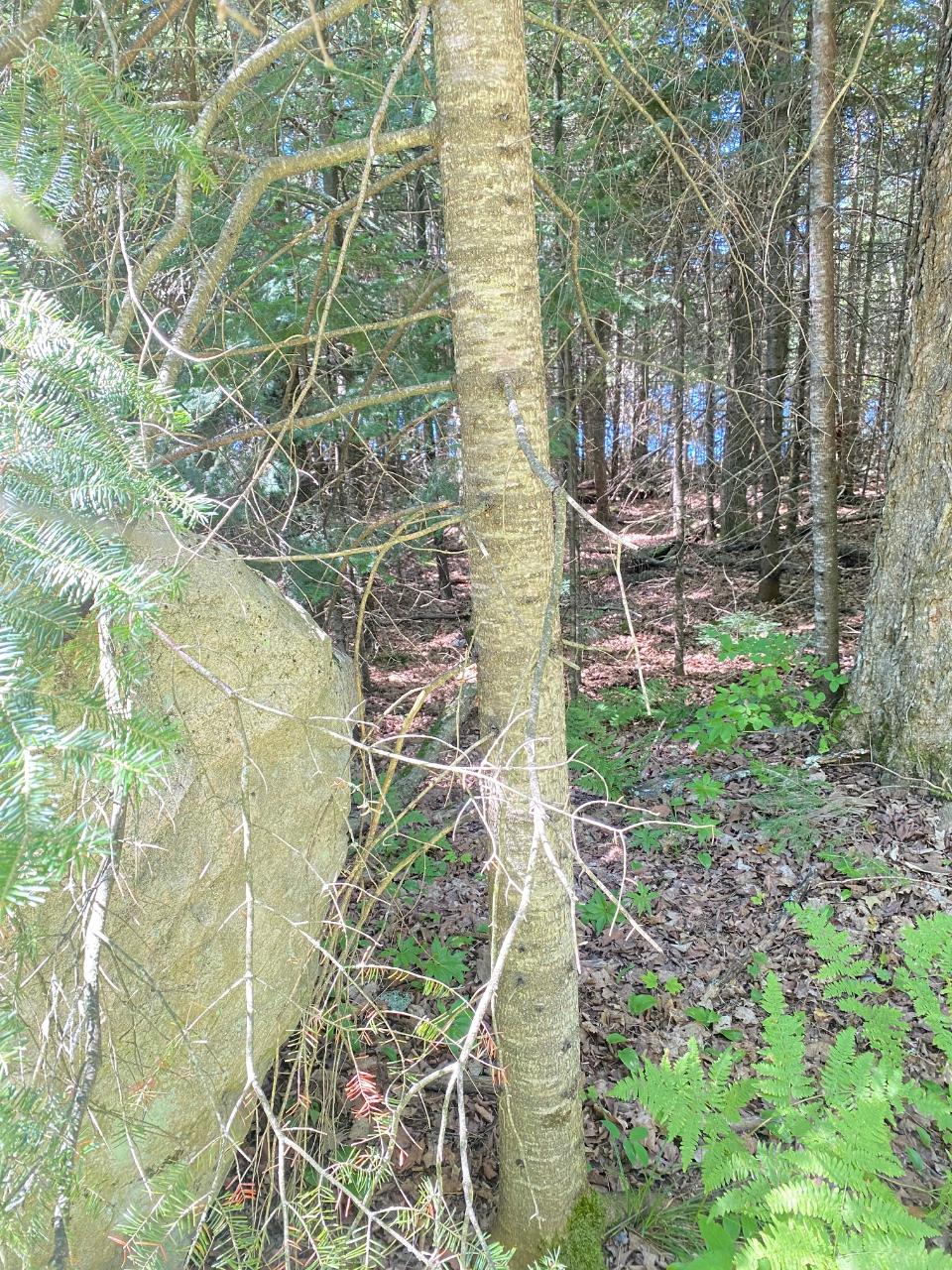 On Musky Point Road, Unit LOT 3 Mercer, WI 54547 - Photo 11 of 13 Gallery Image 11