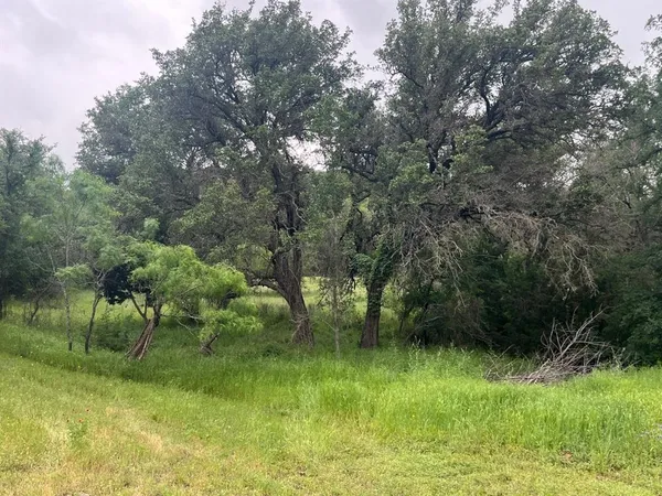 a view of a lush green forest