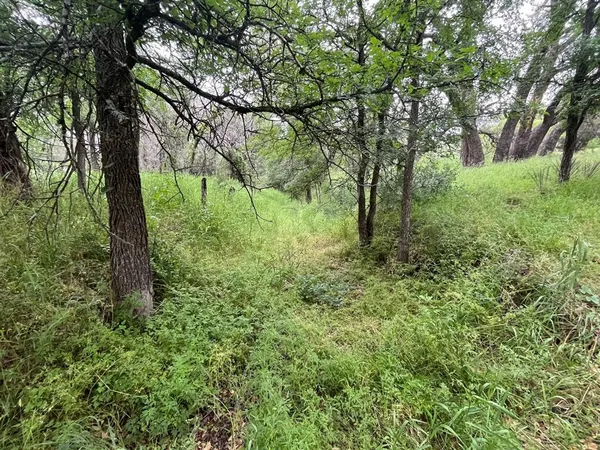 a view of a lush green forest
