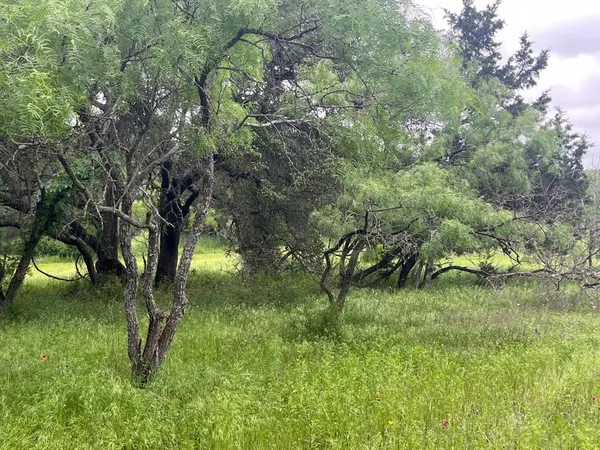 a view of lush green forest