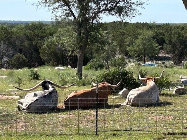 1261 Park Road Lampasas, TX 76550 - Photo 30 of 40 View of yard featuring a wooded view