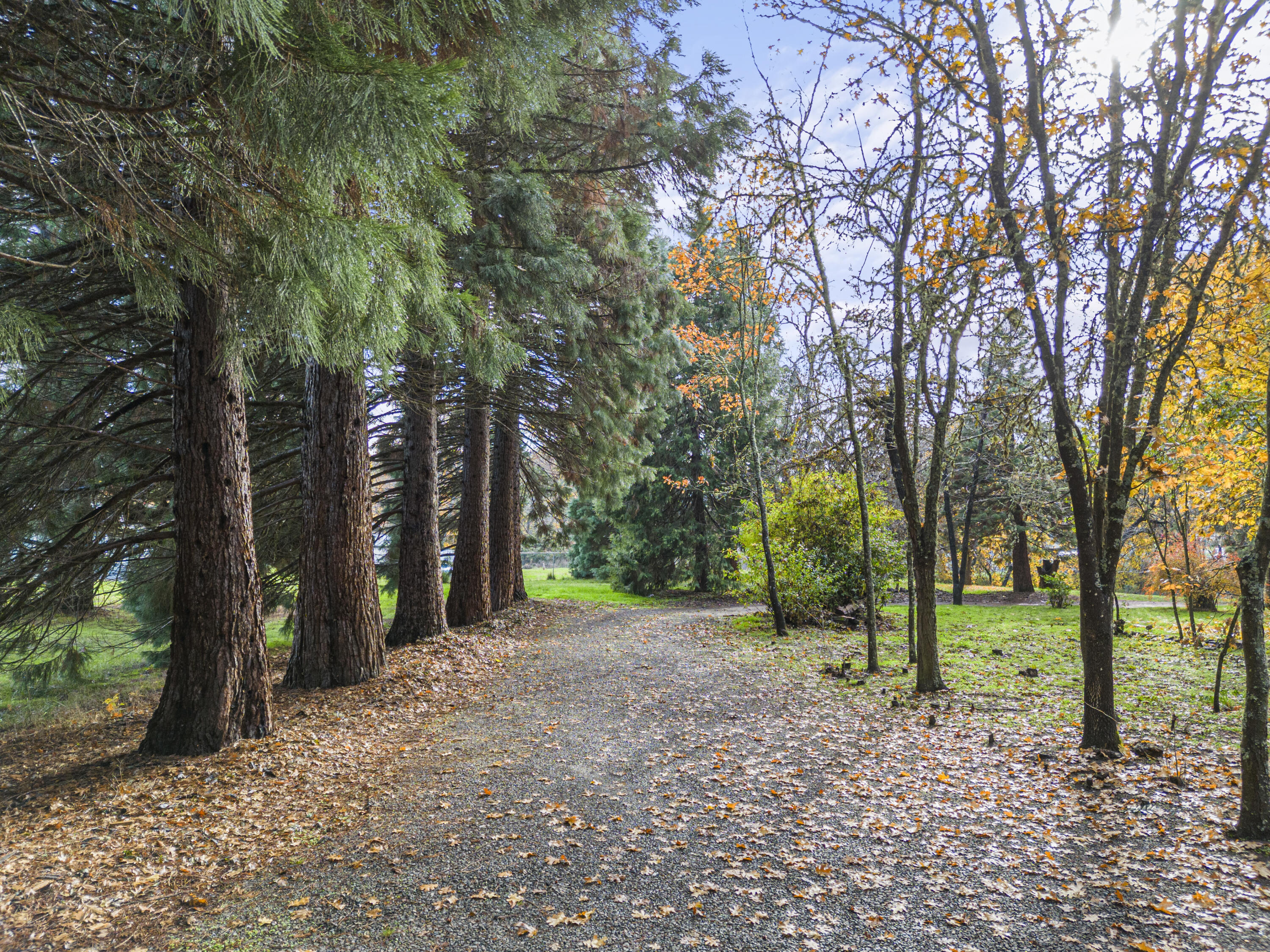 7771 Old Stage Road Central Point, OR 97502 - Photo 4 of 43 Redwood lined driveway